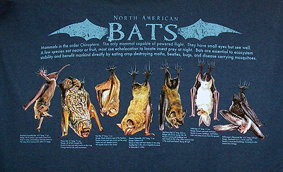 Bats-B